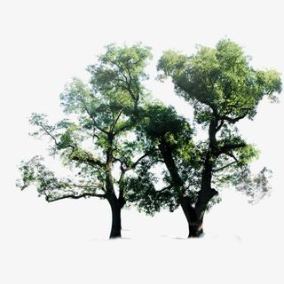 大树免抠