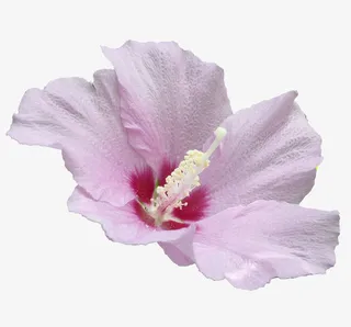 木槿花免抠素材免抠