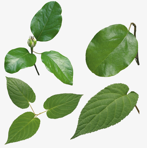 绿色的植物免抠
