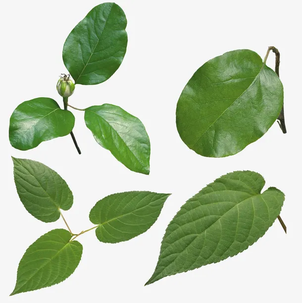 绿色的植物免抠