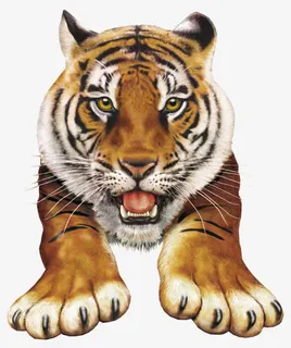 老虎正面免抠