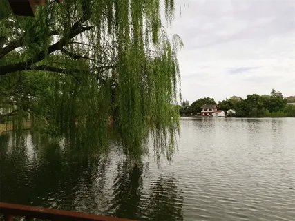 -江边垂柳-免抠背景其他元素 -江边垂柳-免抠背景其他元素