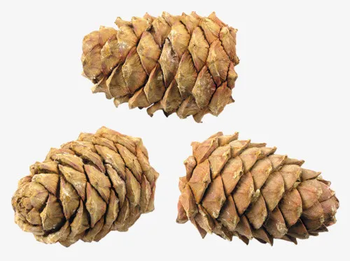 松果植物果实免抠图免抠
