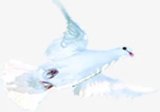 白鸽和平鸽国庆节素材免抠