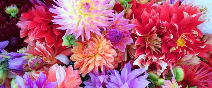 鲜花背景高清