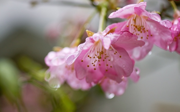 春天的花朵，粉红色的樱花高清