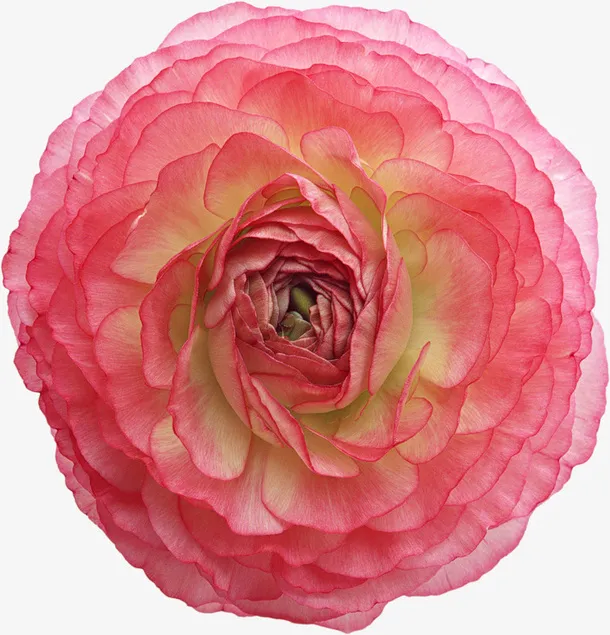 花卉矢量图素材鲜花花卉免抠
