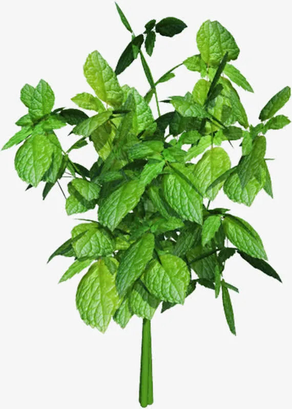 一盆薄荷叶免抠