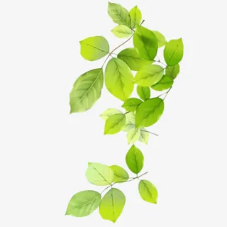 古风绿叶png素材免抠
