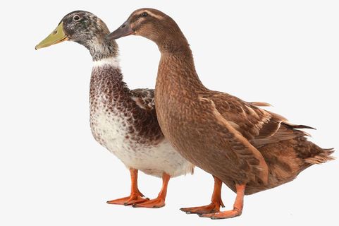 鸭 老鸭 麻鸭 两只鸭子免抠