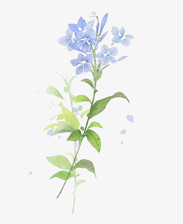 水彩鲜花免抠