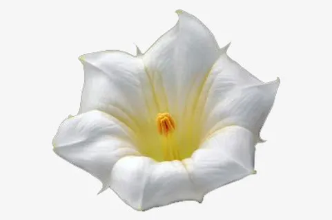 白色曼陀罗花朵免抠