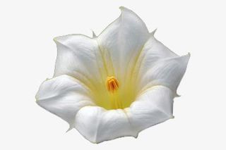 白色曼陀罗花朵免抠