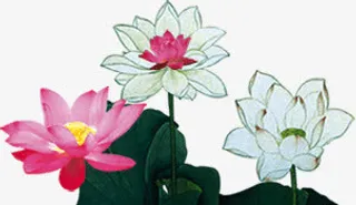 手绘荷花手绘荷叶免抠