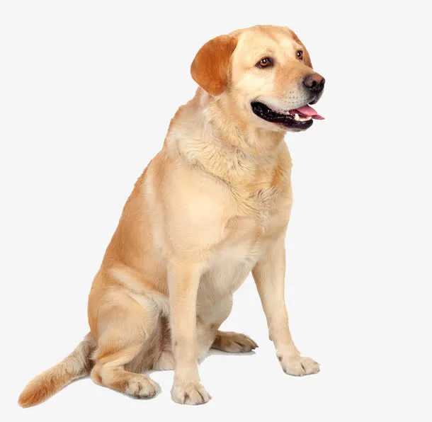 金色拉布拉多犬免抠