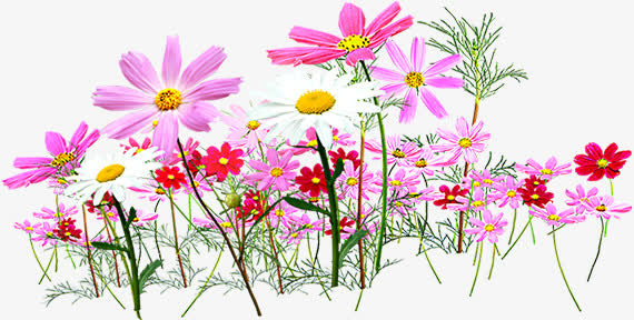 花丛菊花花朵春天免抠