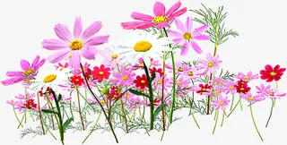 花丛菊花花朵春天免抠