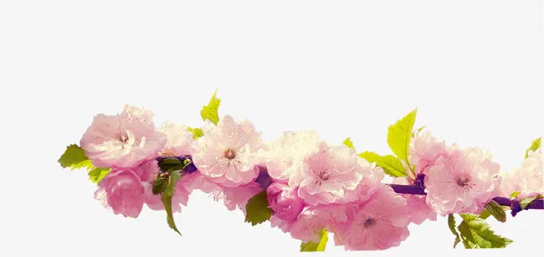 粉色高清桃花树枝免抠