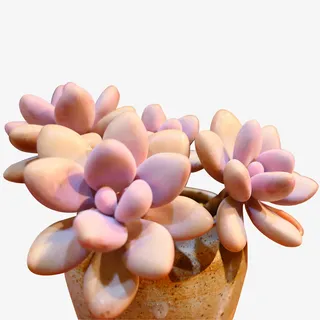 多肉 春天的多肉 可爱 花罐免抠