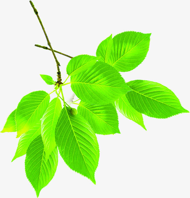 清新手绘光效树叶免抠