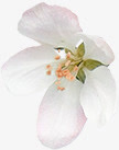 白花免抠