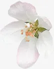 白花免抠