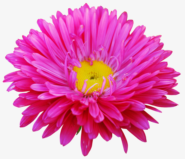 花卉画花卉图案素材免抠