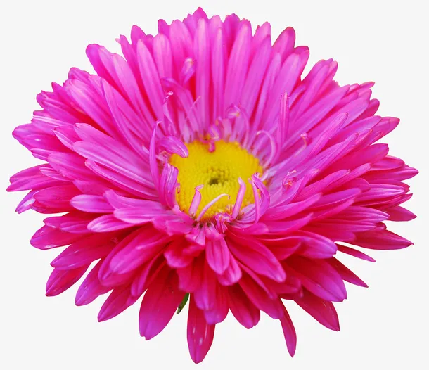 花卉画花卉图案素材免抠