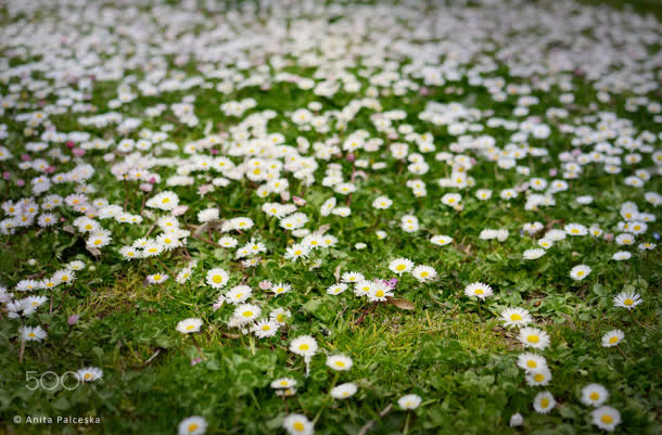 白色小花铺满草地免抠