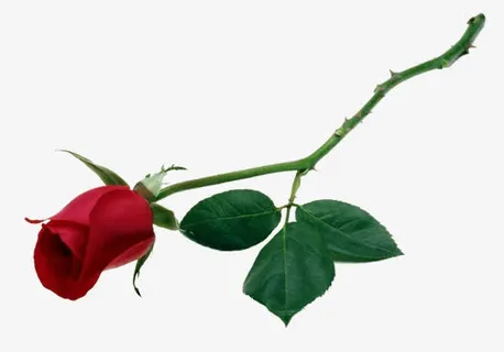 鲜花psd素材鲜花免抠