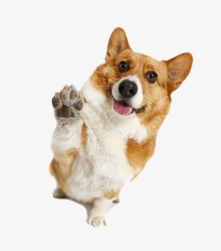 一直想和你击掌的微笑狗狗免抠