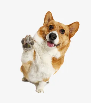 一直想和你击掌的微笑狗狗免抠