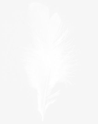 羽毛免抠漂浮其他元素