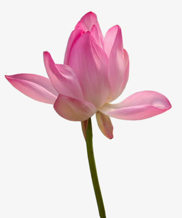 花卉免抠
