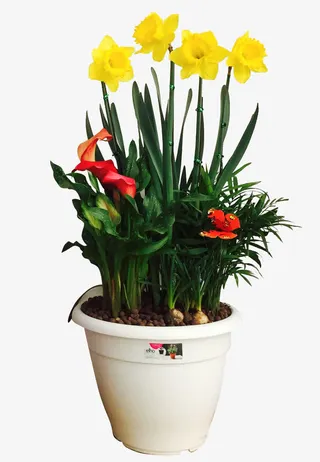 一盆鲜艳的年宵花免抠