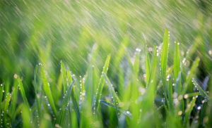 雨中绿叶郁郁葱葱高清