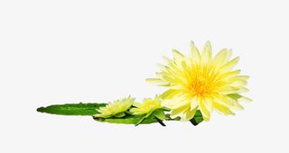 在水中的三朵睡莲免抠