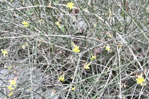 干枯树枝黄色小花海报背景