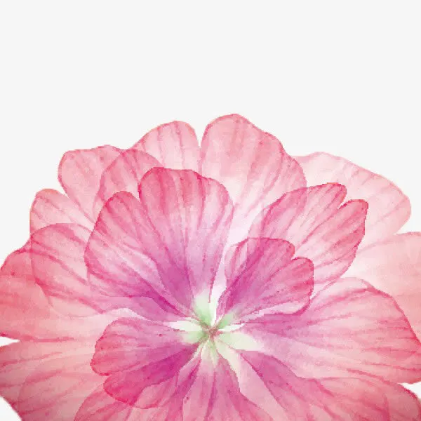 粉色花瓣免抠