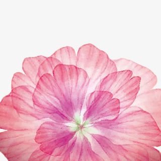 粉色花瓣免抠