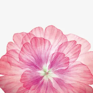 粉色花瓣免抠