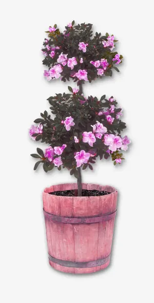 桃花盆景png免抠图片免抠