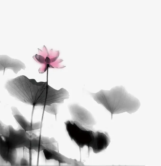 国画荷花免抠