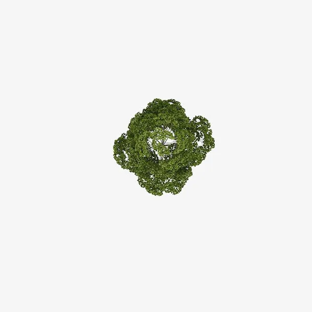俯视香樟树免抠