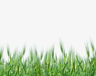 麦穗PNG素材免抠