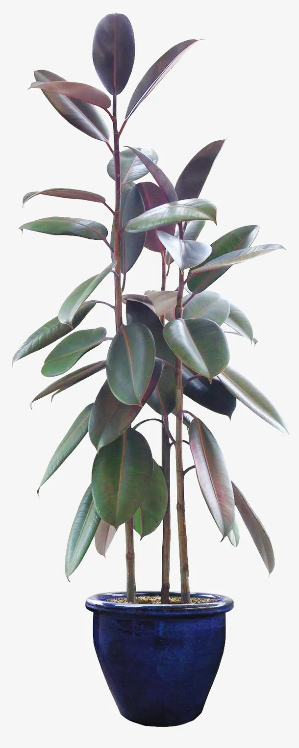 植物盆栽绿植免抠