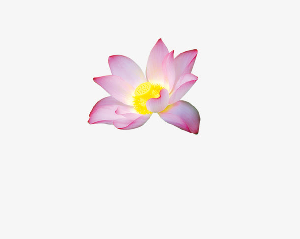 莲花免抠