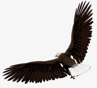 雄鹰展翅飞翔的鹰免抠