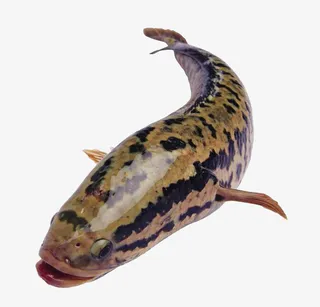 食用黑鱼免扣素材免抠