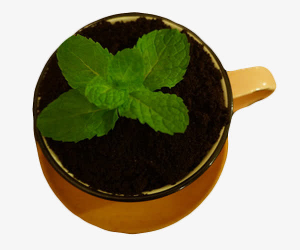 盆栽造型奶茶俯视照片免抠